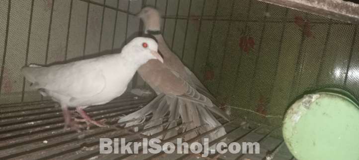 Australian white and ring nake brown dove